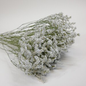 Dried  Flower Limonium Sinesis ( Long stem) - White