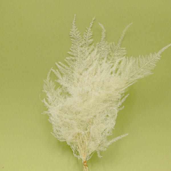 Preserved Flower Asparagus Short - Off White