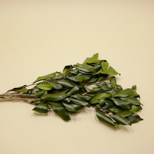 Preserved Flower Eurya japonica Green image 2