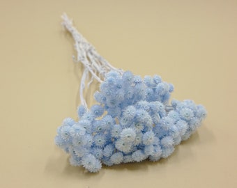 Dried  Flower Immortelle -Baby Blue