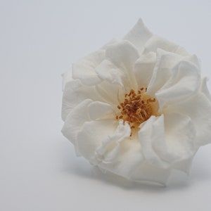 Preserved Flower French Rose - Pure White