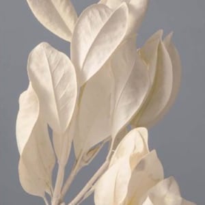 Geconserveerde bloemenmagnolia - gebroken wit