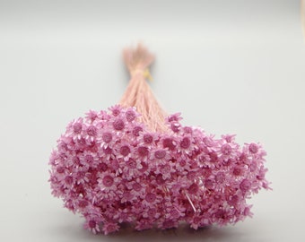 Dried Flower Star Flower Blossom - Strawberry Pink