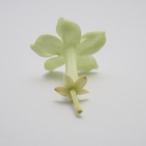 Preserved Flower Jasmin Fresh Green image 2