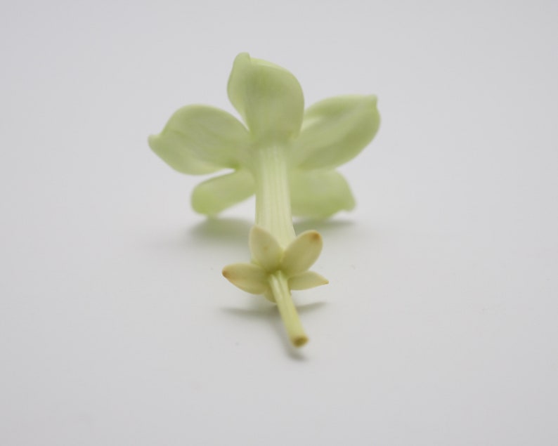 Preserved Flower Jasmin Fresh Green image 2