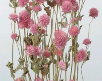 Dried Flower Globe Amaranth - Pink