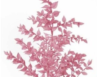 Fleur conservée Ruscus - Esprit Rose
