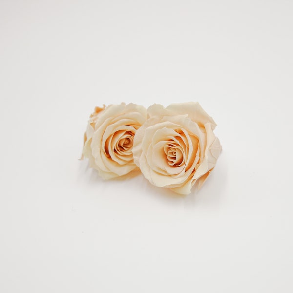 Preserved Flower Rose Kanon M Nature - Peach Beige