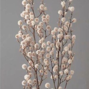 Dried Flower Stirlingia - Off White