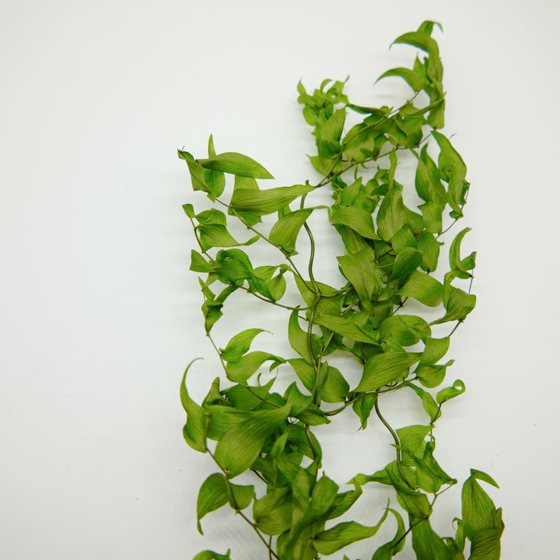 Preserved Flower Smilax Green image 3