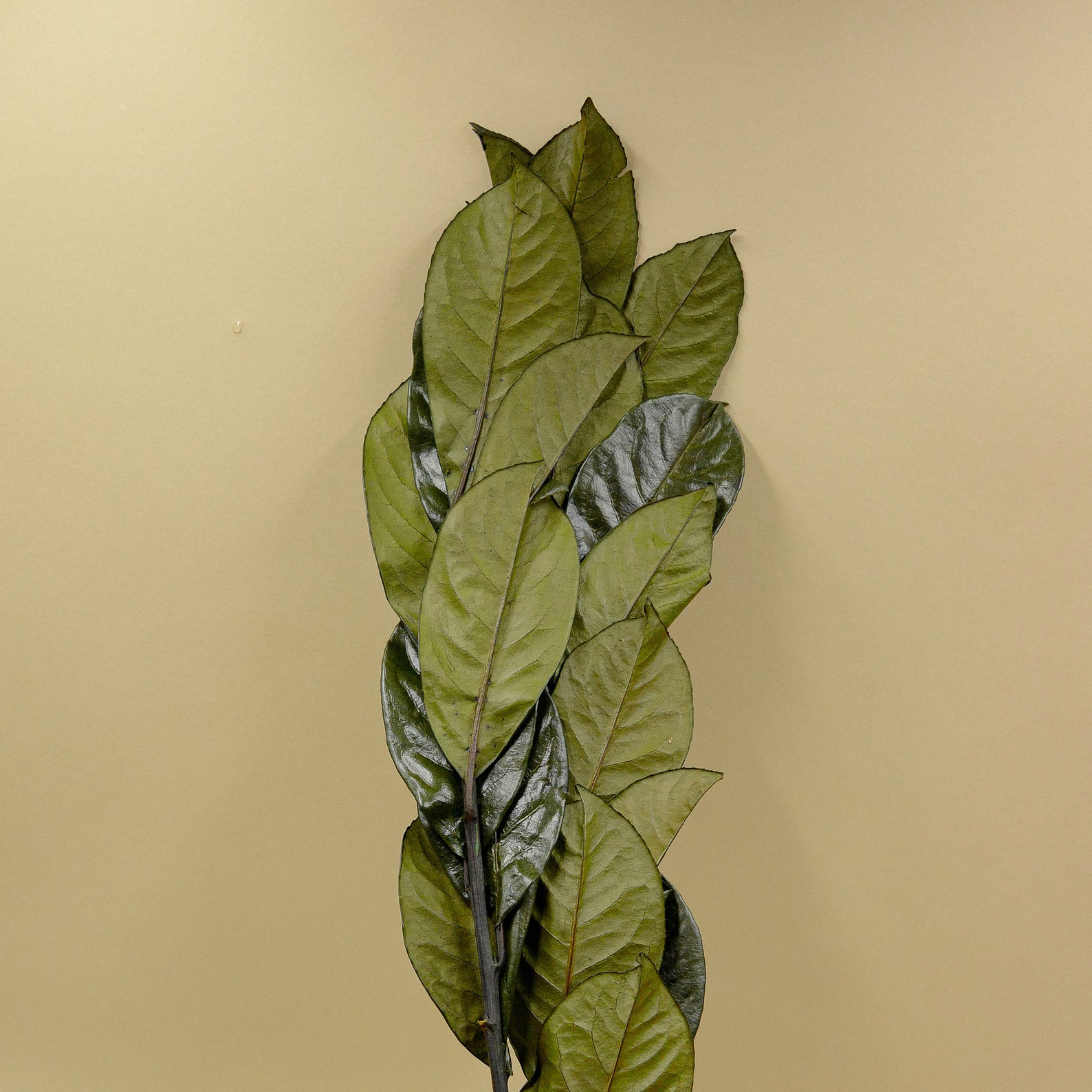 Laurel inglés de flores conservadas Verde Etsy España