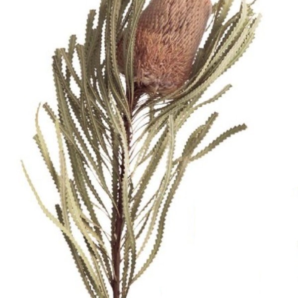 Dried Flower Banksia Hookeriana - Natural