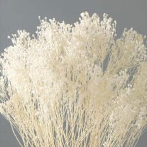 Preserved flower Broom bloom - White