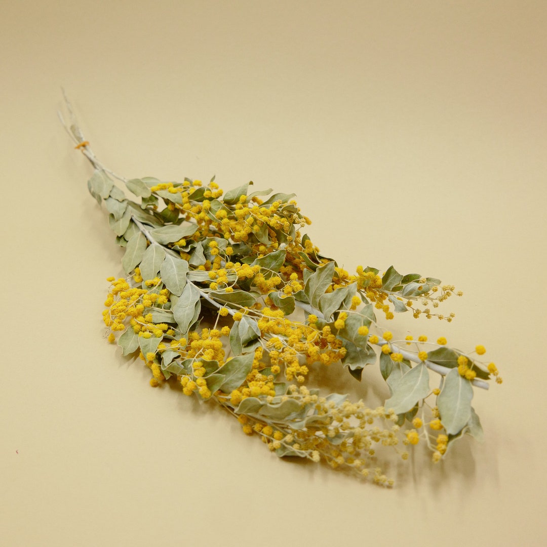 Dried Flower Mimosa Denis Boden Natural Yellow Etsy Polska