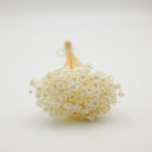 Dried Flower Star Flower Blossom - White
