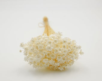 Dried Flower Star Flower Blossom - White