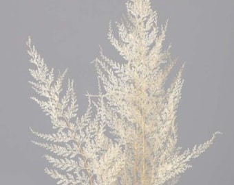 Dried Flower Lace Fern - White