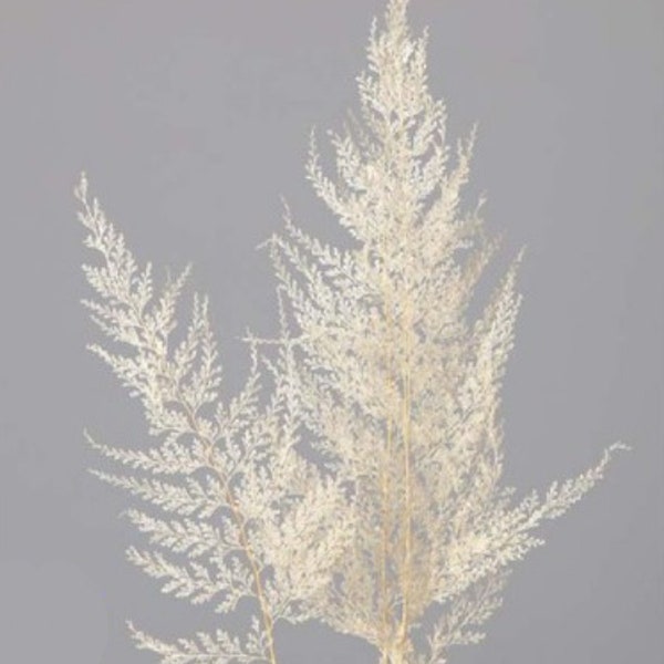 Dried Flower Lace Fern - White