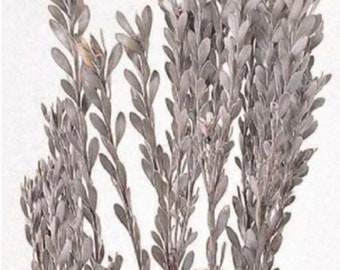 Fleur de pubescens stabilisée - Naturel