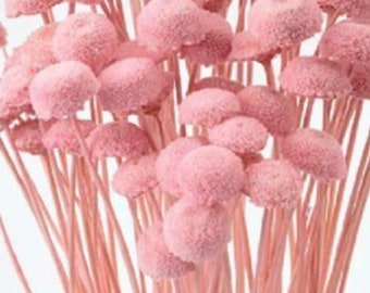 Dried Flower Button Flower - Candy Pink