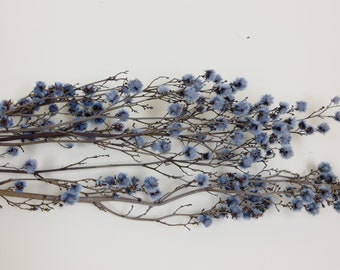 Backordered)Dried Flower Stirlingia - Water Blue