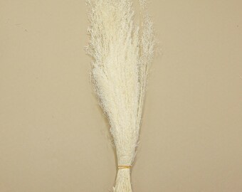 Preserved Flower Agrostis - Off White