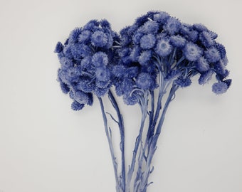 Dried  Flower Immortelle - Cobalt blue
