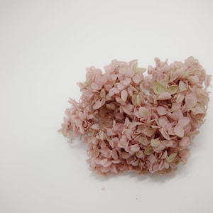 Preserved Flower Peegee Hydrangea (gradation) - Pink/Lime