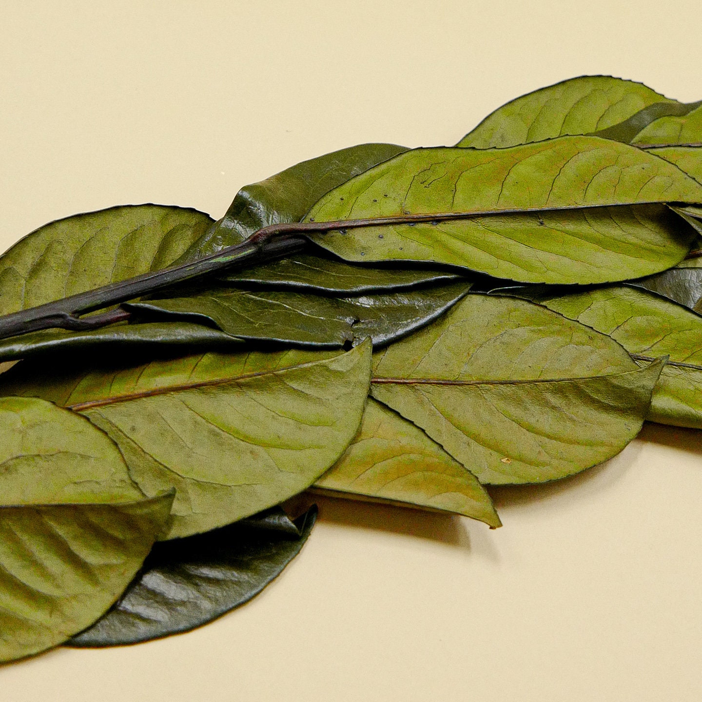 Laurel inglés de flores conservadas Verde Etsy