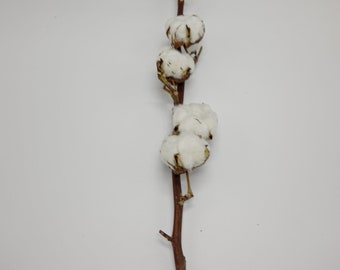 Dried Flower Cotton With Stem - Natural