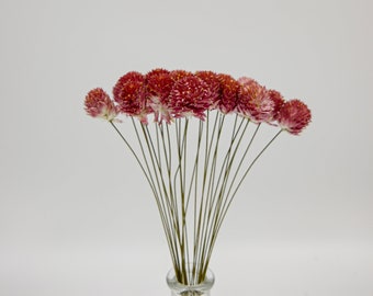 Dried Flower Strawberry Fields - Natural