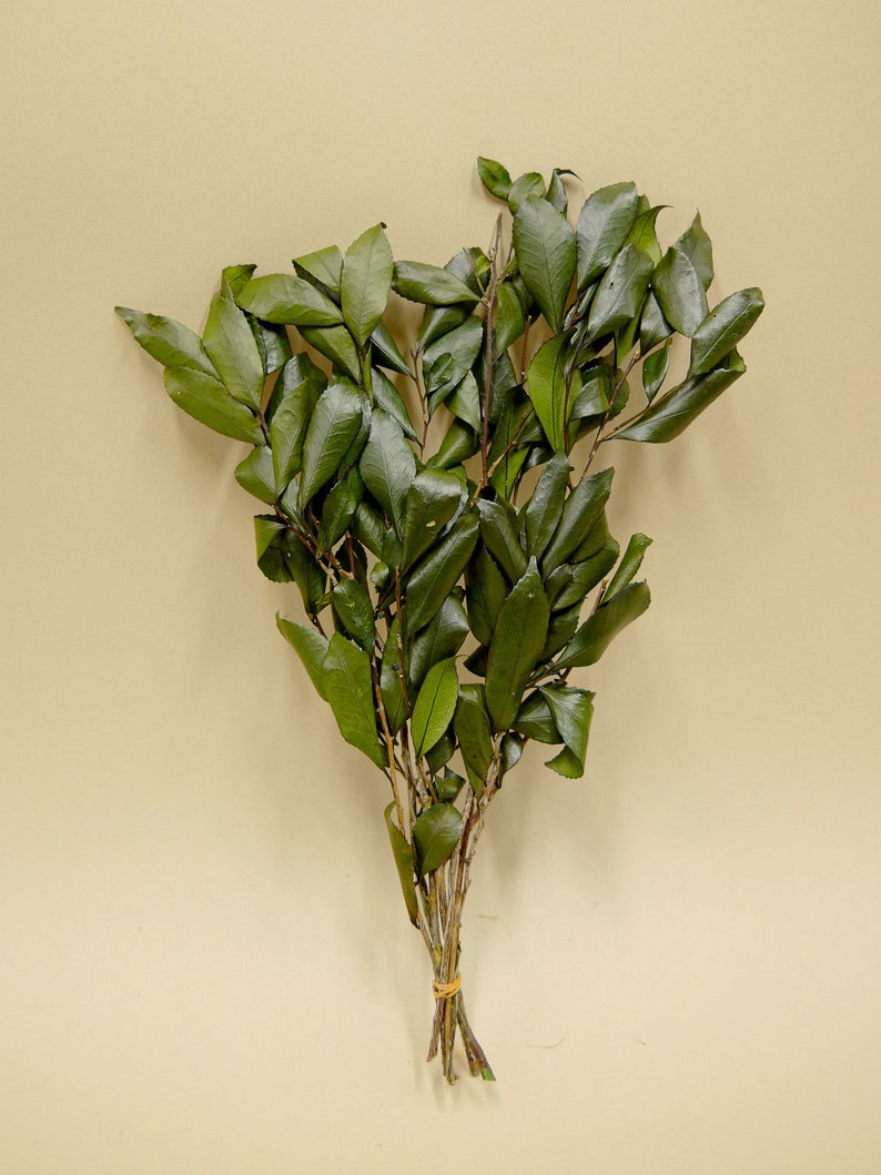 Preserved Flower Eurya japonica Green image 1