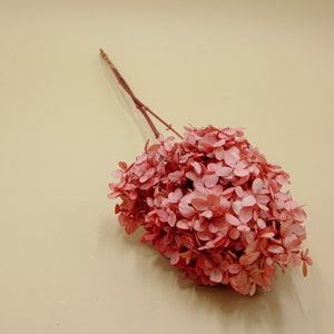 Preserved Flower Hydrangea With Stem - Natural Pink