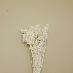 Dried Flower Crispum - White (@
