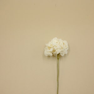 Preserved Flower Royal Hydrangea With Design Stem - Off White