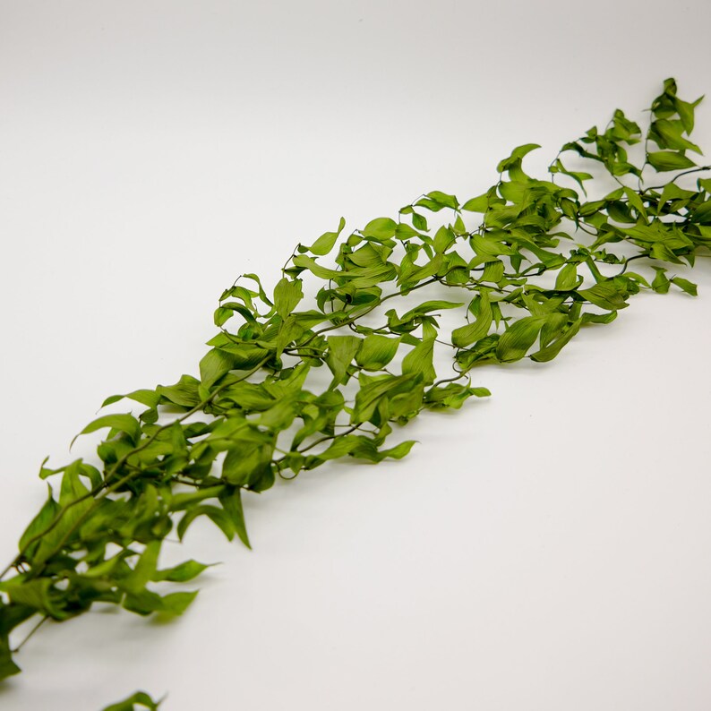 Preserved Flower Smilax Green image 4