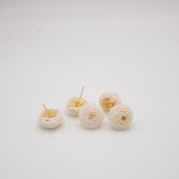 Preserved Flower Mini Dahlia - White Champagne