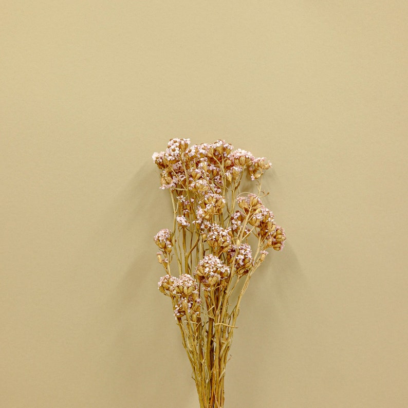 Bridal Pink Dried Flower SA Daisy
