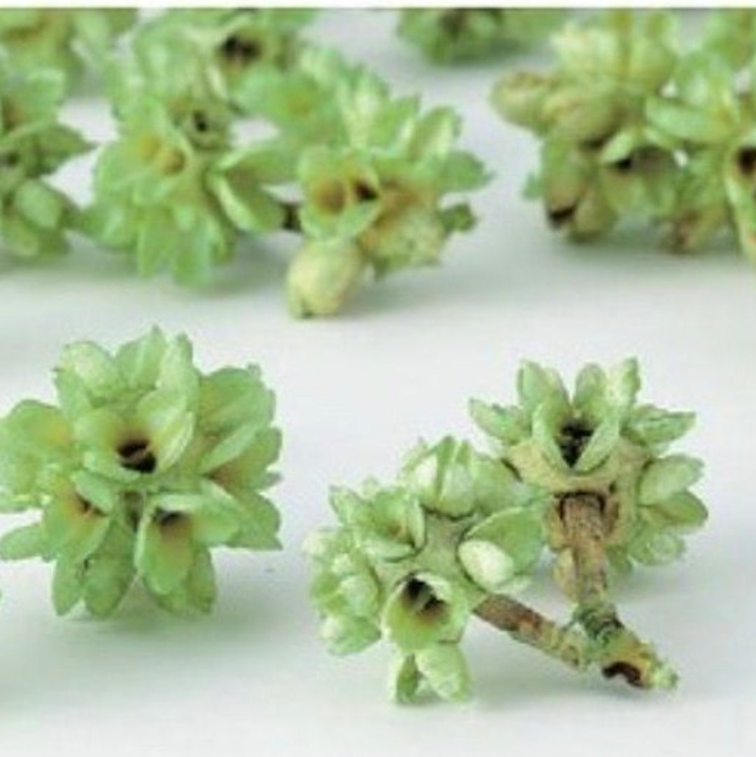 Dried Flower Cone Green Etsy