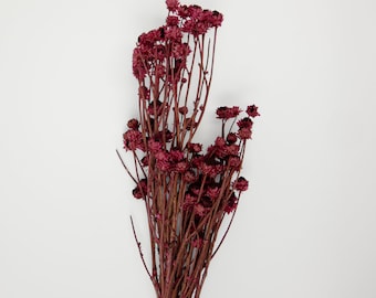 Dried  Flower Ammobium - Wine Red