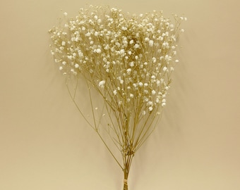 Presse Antique Fleur Stabilisée.Gypsophile - Blanc