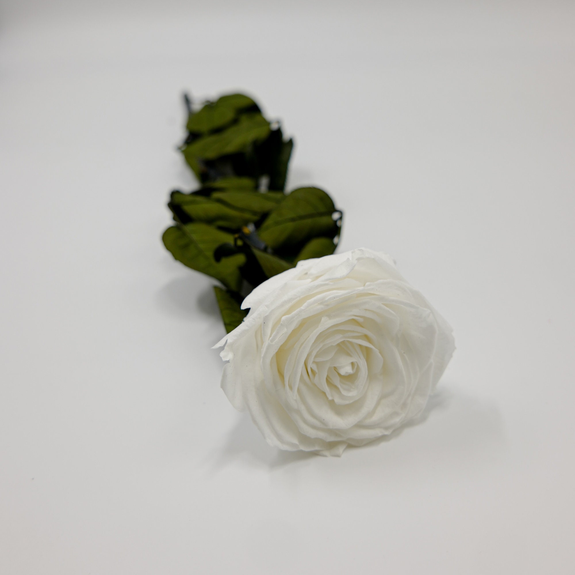 Small Dried Roses With Stem. Dried Roses Mini Bouquet. Dry Flowers Burgundy  With Green Leaves 