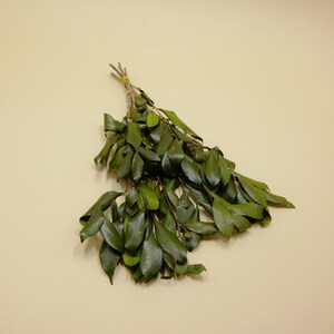Preserved Flower Eurya japonica Green image 3