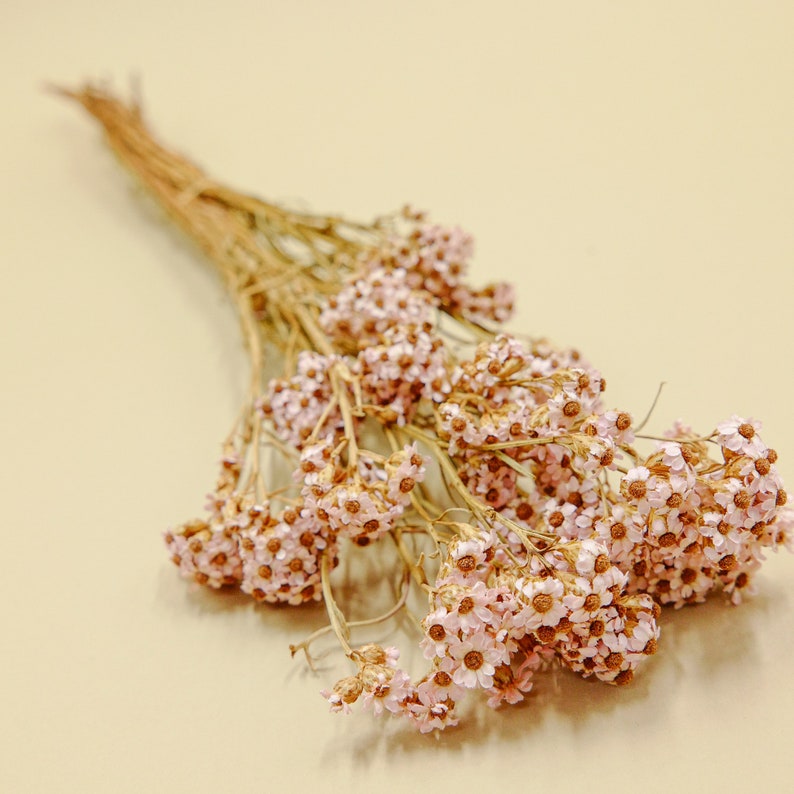 Bridal Pink Dried Flower SA Daisy