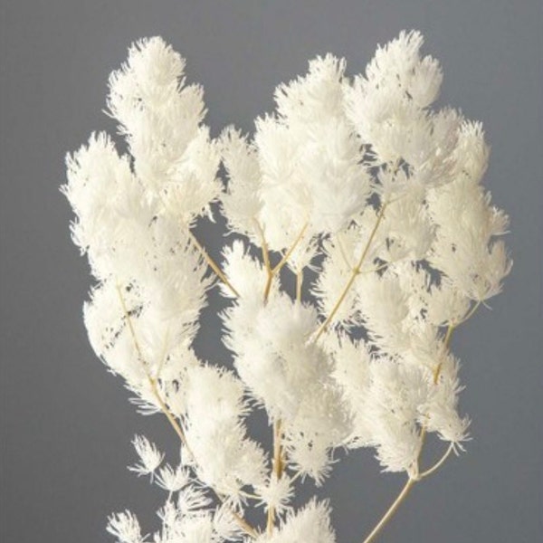 Preserved Flower Asparagus myriocladus - Off White