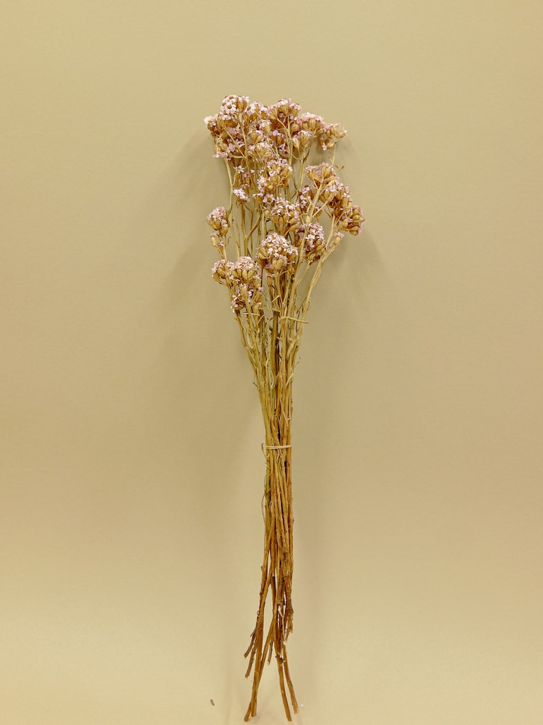 Bridal Pink Dried Flower SA Daisy