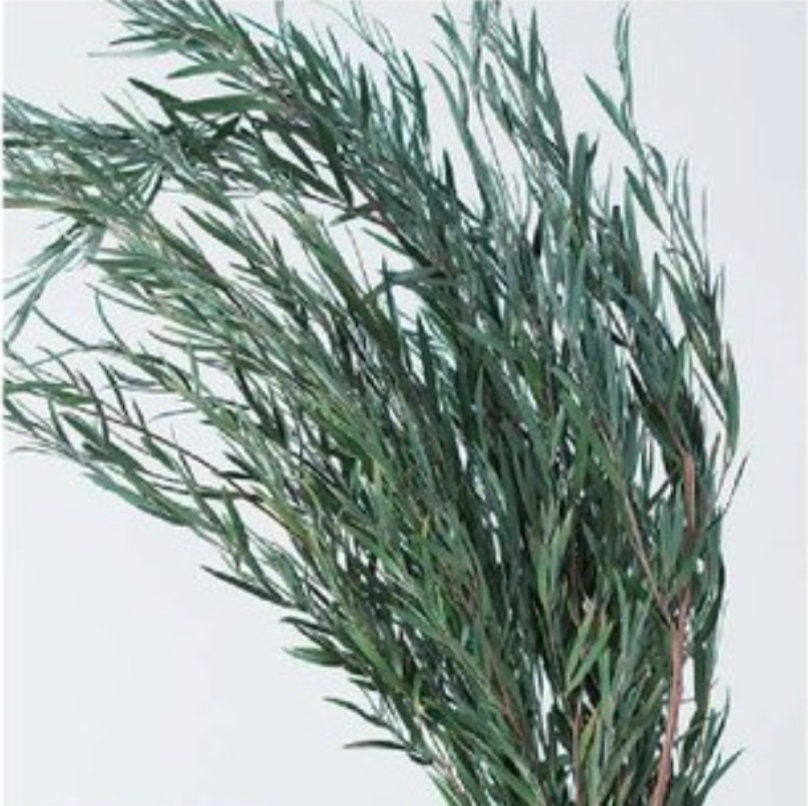 Preserved Flower Silver Tea Tree - Basil Green (@