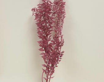 Preserved Flower Ruscus - Esprit Pink