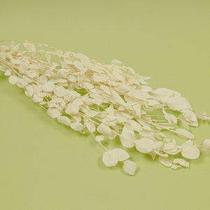 Geconserveerde bloem eucalyptus cinerea - gebroken wit (@op voorraad)