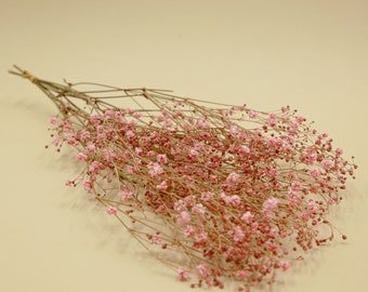 Preserved Flower Antique Press.Gypsophila - Pink